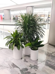 宁波海曙盆景出租服务好